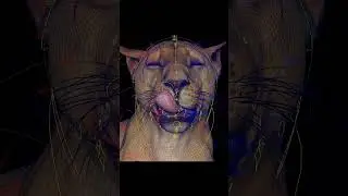 Realistic Lioness Animation Wireframe #animation #realistic #lionking #animals #3danimation #animal