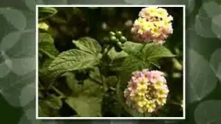 LANTANA  - Condamine Alliance