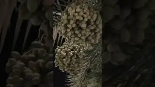 kind of Palm tree fruit of arabic country dates#sweet#yummy#trending #viral #amazing #short