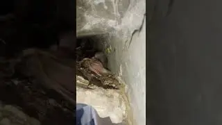 rescue Sparrow Chicks #love #everyone