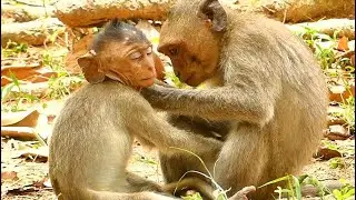 Pity Orphan Poor Baby Monkey Dustin | Warming Poor Baby