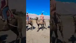 Ladakh nubra valley camel ride WhatsApp status🐫🐫&hearts;️🔥