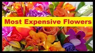 Top 10 Most Expensive Flowers in The World