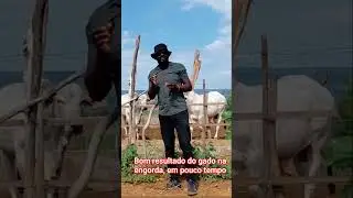 EM POUCO TEMPO O GADO TEM BONS RESULTADOS