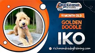 Iko | 11 month old Golden Doodle | Best Dog Trainers of Central VA