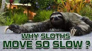 Why Sloths  Move so Slow