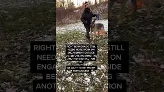 #dogtraining #dogtrainer #torontodogs #torontodogtrainer #germanshepherd #reactivedo...