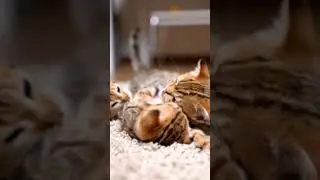 The Science of Kittens Enjoying Music