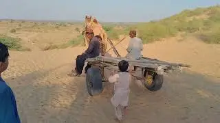 Camel Cart Ride at Pakistan Hot Desert 😟 #camel #rider #desert #viral #cuteanimal #animals 
