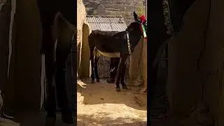 Funniest Donkey Ever Donkey Training the fun way 2436