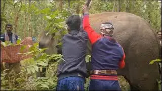 wild elephant rescue#animals #wildlife #elephant