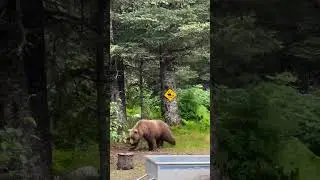 Bear crossing! Female brown bear meanders right in front of the very well placed sign. #blackbears
