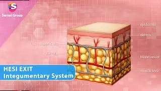 HESI EXIT &ndash; Integumentary System Simplified | Skin Layers, Wound Healing & Nursing Care Tips