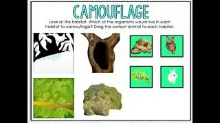Physical Adaptions-Day Seven