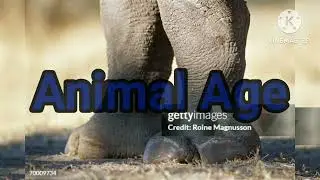 Animal Age Stomp