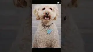 #bome #bone #dog #doggus #pets #aesthetic #art #phonk #dccomics #motivation