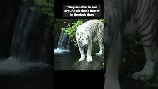 Tigers have night vision #animals