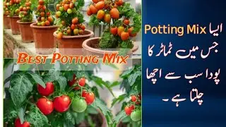 Perfect Potting Soil Mix For Tomatoes In Containers | High Yield Tomato Growing Guide