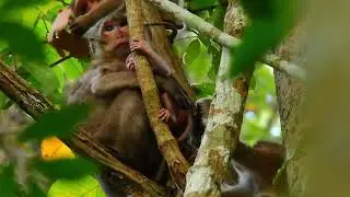 We share good food to monkey in group mahanokor 19