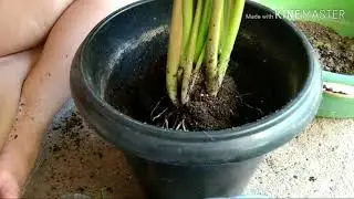 Nunca mais perca seu Copo de leite ou Calla Colorida assista este v&iacute;deo bora l&aacute;!