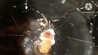 Battle of the fangs widow spider vs orb-weaver spider