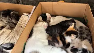 The two mother cats take very good care of their babies.