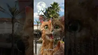 Machete Voter Intimidation Arrest: Marmalade's cat on the street coverage