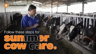 Maximize Milk Production with Cow Comfort: Essential Dairy Farming Tips | JioGauSamriddhi | NeckTag
