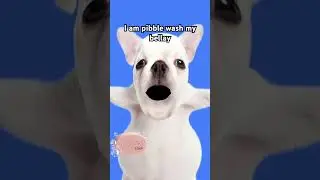 I am pibble wash my bellay #pibble #washmybelly #viral #fypシ゚viral
