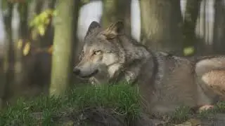 Wolf - Copyright Free Footage