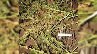 Приговор за наркотики в Ичалках| Sentence for drugs in Ichalki