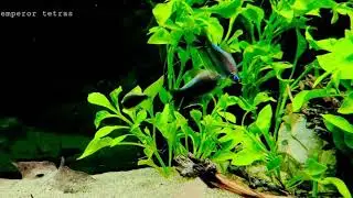 Black emperor tetras
