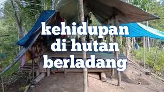 kehidupan di hutan berladang