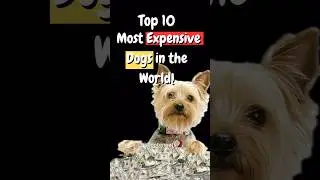 Top 10 Most Expensive Dogs in the World! 🐶💰 #dog #dogs #shorts