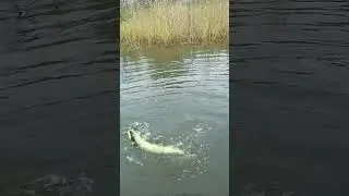ЩУКА ПРОГЛОТИЛА ВОБЛЕР на моих ГЛАЗАХ!!! 🔥👀🔥 #shorts