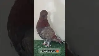 Angry Bird 🐦 😤 longface pigeon #pigeonstv #pigeon