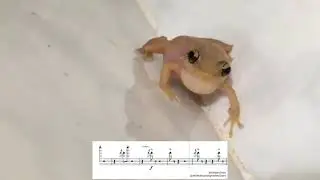The Coqui Sound - Sing-Along