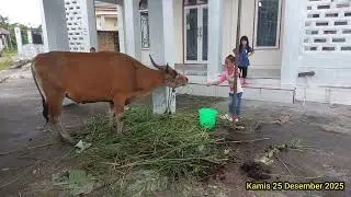 Sapi untuk menyambut acara haul abah guru sekumpul