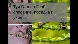 Туя Голден Глоб: описание, посадка и уход