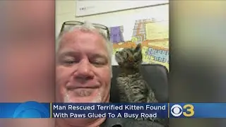 Good Samaritan Rescues Kitten Glued To Busy Road In Oregon
