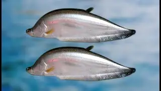 Chital Fish Growth update