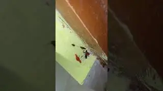 herbal cockroach gel treatment 900/- HYDERABAD 8686320222
