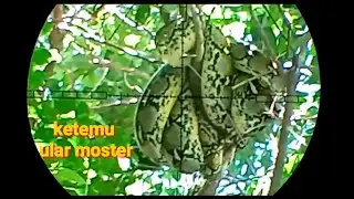 BERBURU SAMBIL PANEN DURIAN KETEMU ULAR BESAR