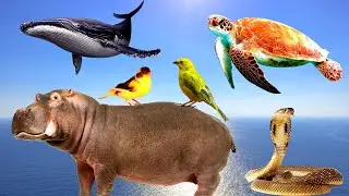 ✅ Cute Animals - Rabbit, Cat, Monkey, Dog, Duck, Cow. Animal Sounds