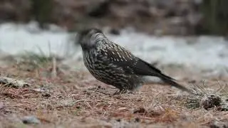 Spotted nutcracker (Smaln&auml;bbad n&ouml;tkr&aring;ka) i Enskede, suburbs of Stockholm [2023-01-04]