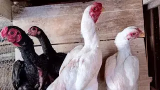 mostrando mais um pouco da minha criação de Ko shamo 31 987933721