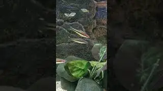 boeseman's rainbowfish torpedo barb fish beautiful community fish aquarium Red Line Torpedo Shoaling