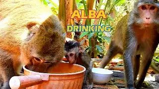 THAT'S VERY GOOD ALBA, ALBA DRINKING WATER WITH BIG MONKEY TAJAS