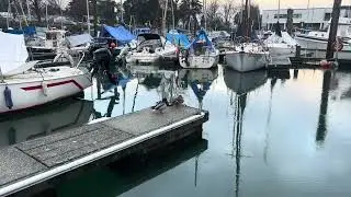 Duck Adventures 8 | #Vancouver #Marina | Dangerous Animal | Attacking Human | #TaylorSwift