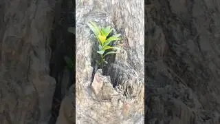 Why Do Plants Grow Under Trees?🌳 | Nature&rsquo;s Secret Explained!